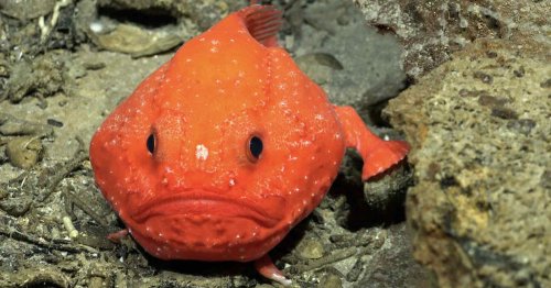Scientists Photograph 50 Never-Before-Seen Deep Sea Species
