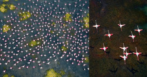 Photos of the Annual Flamingos Festival at Pulicat Lake in India