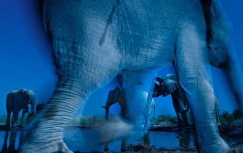 Ethereal Elephant Photo Crowned Wildlife Photo of the Year
