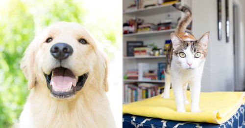 11 Tips for Photographing Your Dog or Cat Like a Pro