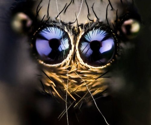 Focus-Stacked Macro Photos of Bugs by Photographer Nicolas Reusens
