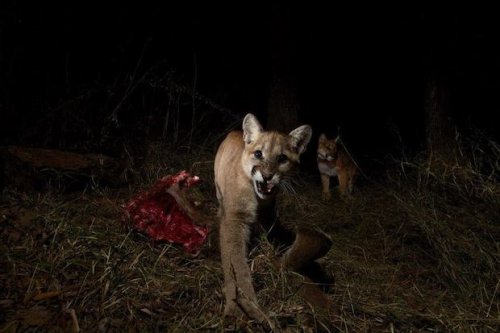 Wildlife Camera Captures Cougar Cubs and Their Mom Feeding on a Deer