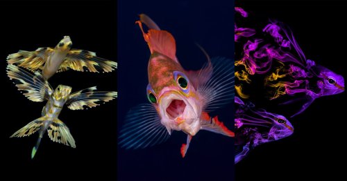 The Spectacular Winners of the 2021 Ocean Art Photography Competition