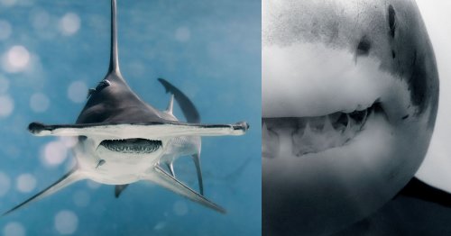 Photographer Mike Coots Captures the Spellbinding Gaze of Wild Sharks