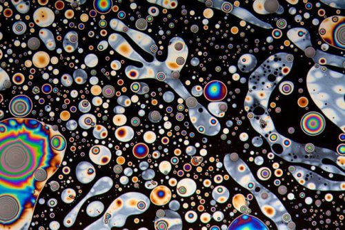 Microscope Photos Show the Abstract Beauty of the World All Around Us