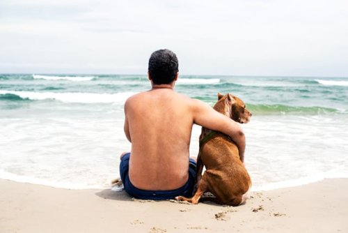 Photos of a Last Trip to the Beach to Give a Dying Pit Bull the Vacation of a Lifetime