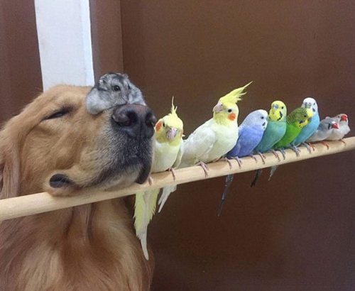 Photos of an Unusual Pet Family Are a Hit Online