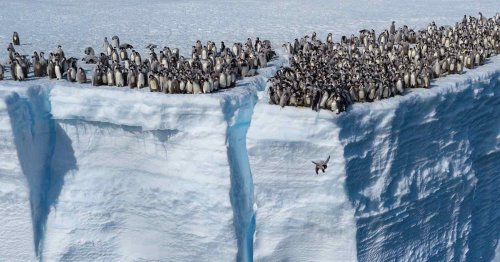 Baby Penguins Jump Off 50-Foot Cliff in First-of-Its-Kind Drone Footage