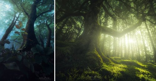 How to Shoot Epic Wide-Angle Photos of Trees