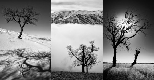 This Iranian Photographer Focuses on the Black-and-White Beauty of Trees