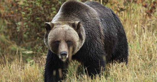 Photographer Helps Grizzly Bear Narrowly Escape Oncoming Train
