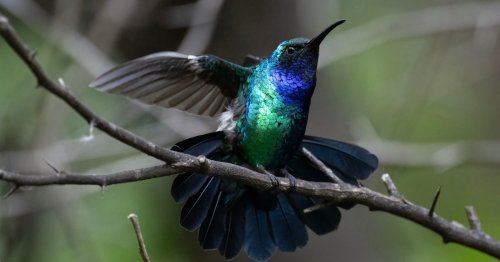 New Photos Show One of the World's Rarest Hummingbirds