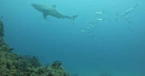 Camera-Equipped Nurse Shark Captures Rare Footage of Great White