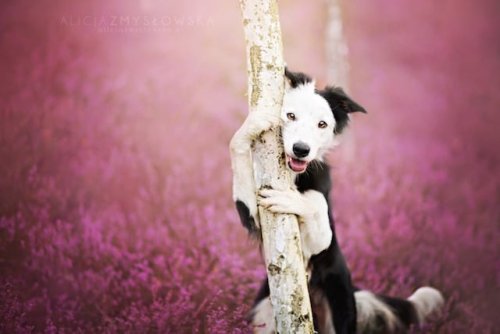 Polish Photographer Shares Her Passion for Pooches with Extraordinary Puppy Portraiture