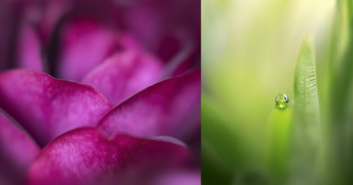Blind Photographer ‘Hopes for the Best’ in Capturing Stunning Macro Shots