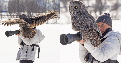 Great Grey Owl Lands on Wildlife Photographer's Camera