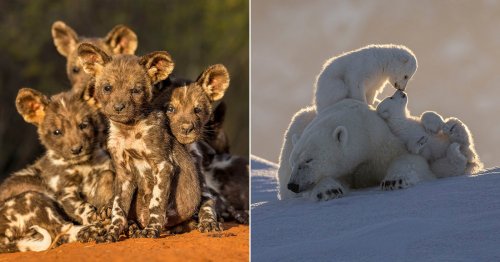20 Award-Winning Photos From '10 Years of Remembering Wildlife'
