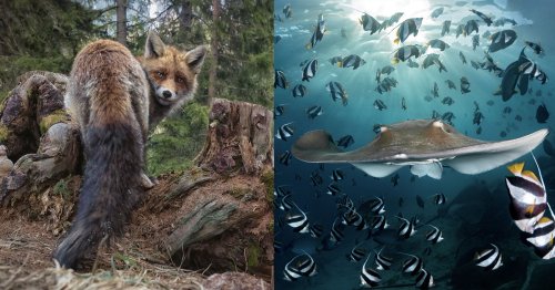 The Winners of the 2022 Nature TTL Photographer of the Year Competition