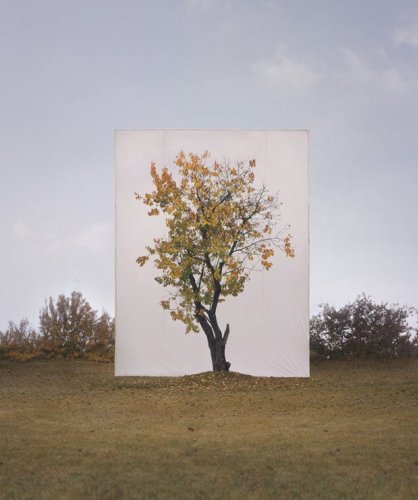 Photographs of Outdoor Trees Framed by Giant White Canvases
