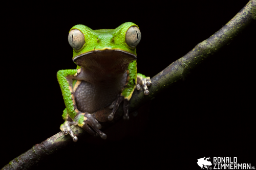 How to Photograph Wild Amphibians and Reptiles Safely and Ethically