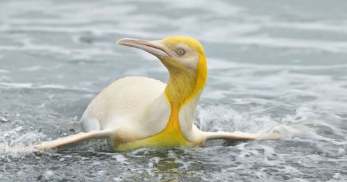 Wildlife Photographer Captures 'Never Before Seen' Yellow Penguin
