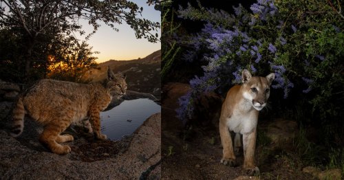California Man Captures Stunning Wildlife Photos in His Backyard