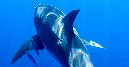 Photographer Spots Giant Bite Mark on Huge Great White Shark
