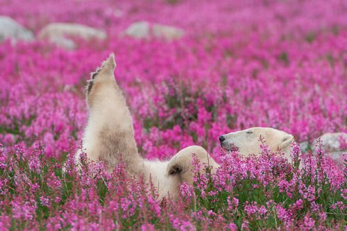 Photos of Polar Bears Frolicking in a Flowery Field