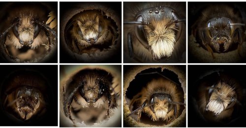 Close-Up Portraits of Bees Reveal How Different They Actually Look