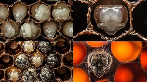 The First 21 Days of a Bee's Life Seen in 60 Seconds