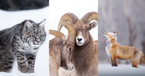 9 Tips For Photographing Wildlife In Winter