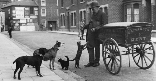 Historic Photos of the Cats' Meat Men in Victorian London