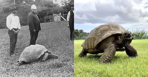 Jonathan the 190-Year-Old Tortoise Was Photographed in 1886 and Today