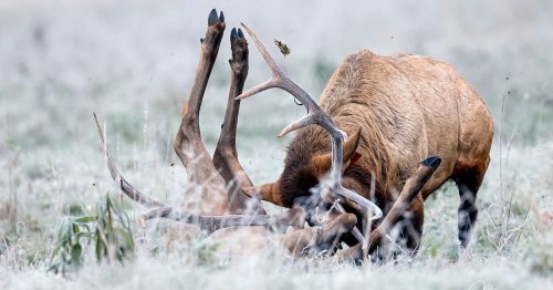 Photographer Shares Brutal Bull Elk Attack, Warns People Not to Get Too Close