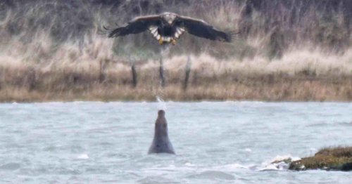 Photographer Captures Seal Spitting at Eagle in Never-Seen-Before Encounter