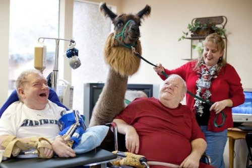 Heartwarming Photos of Therapy Llamas Interacting with Patients at a Hospital
