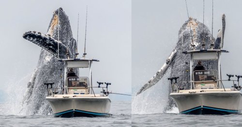 Photographer Catches Whale Breaching Next to a Fishing Boat
