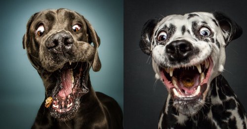 Humorous Photos of Dogs Catching Flying Treats
