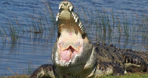 Wildlife Photographer Finds 'Croczilla,' Largest Croc in the Florida Everglades