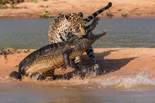 Photographer Captures Jaguar Attacking a Caiman