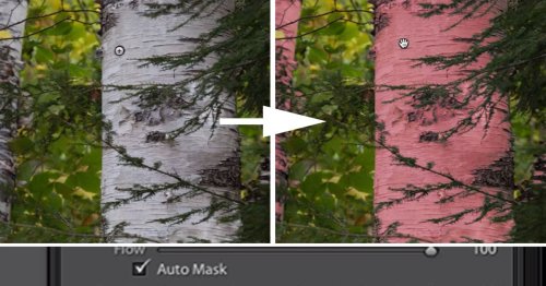 How to Use the Auto Mask Feature in Lightroom to Target Your Edits