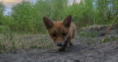 Baby Foxes Find GoPro and Play With It, Adorable Footage Ensues