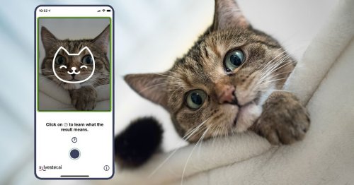Tably is an AI Camera App That Reveals Your Cat's Mood