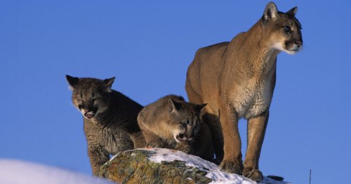 Wildlife Photographer Says Death of Mother Cougar Was Illegal