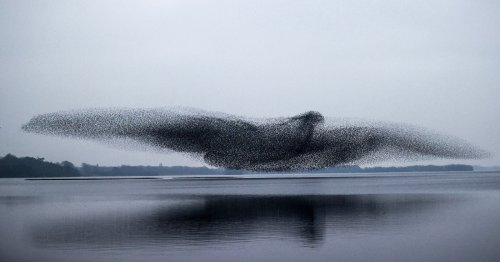 Photographer Captures Stunning Bird-Shaped Starling Murmuration