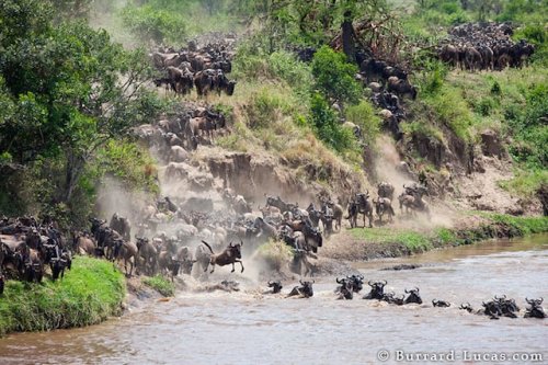 Herds of Wildebeest Look Like Swarms of Ants in This Engrossing 'Great Migration' Time-Lapse