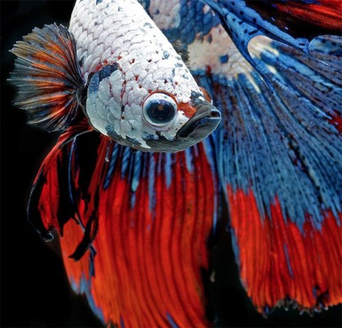 Photo Series Captures the Stunning Beauty of Siamese Fighting Fish