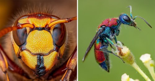 How Modern Camera Tech Enables Ethical Macro Insect Photography