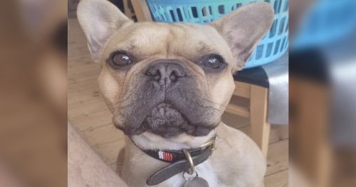 Photo of a French Bulldog Leads Cops to $54 Million Drug Ring