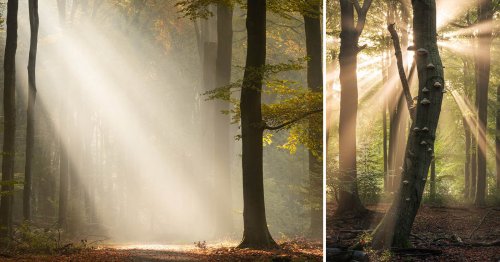 How to Photograph Sun Rays in a Forest